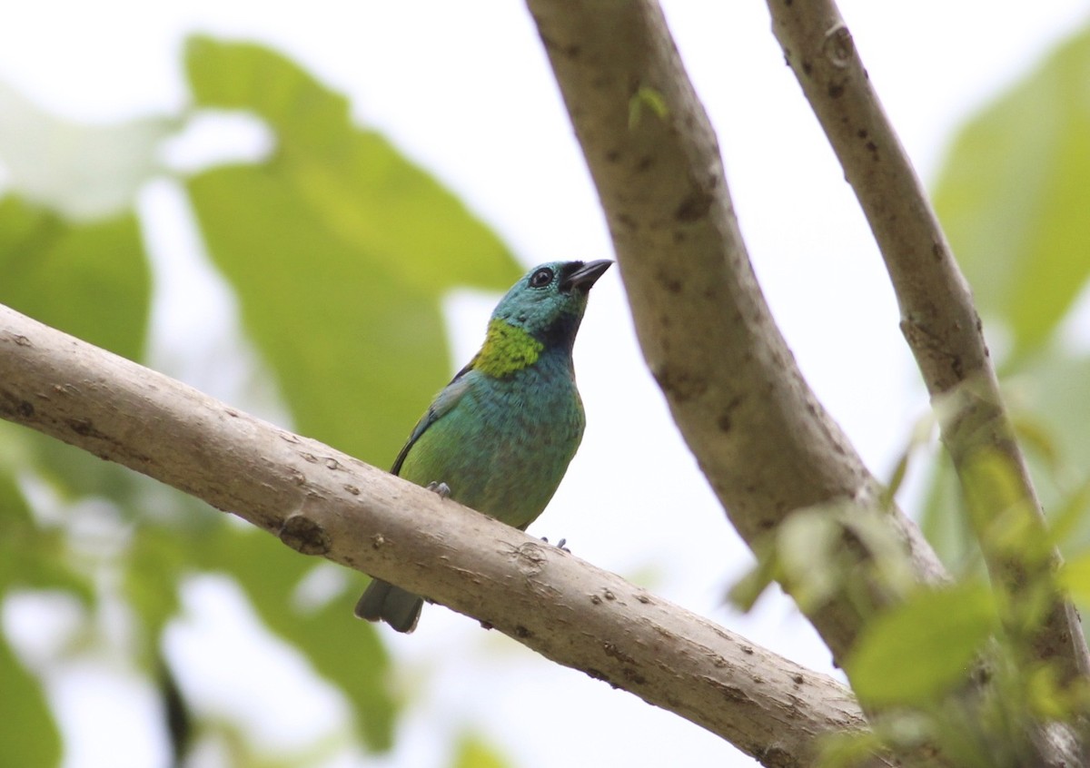 Green-headed Tanager - ML589187311