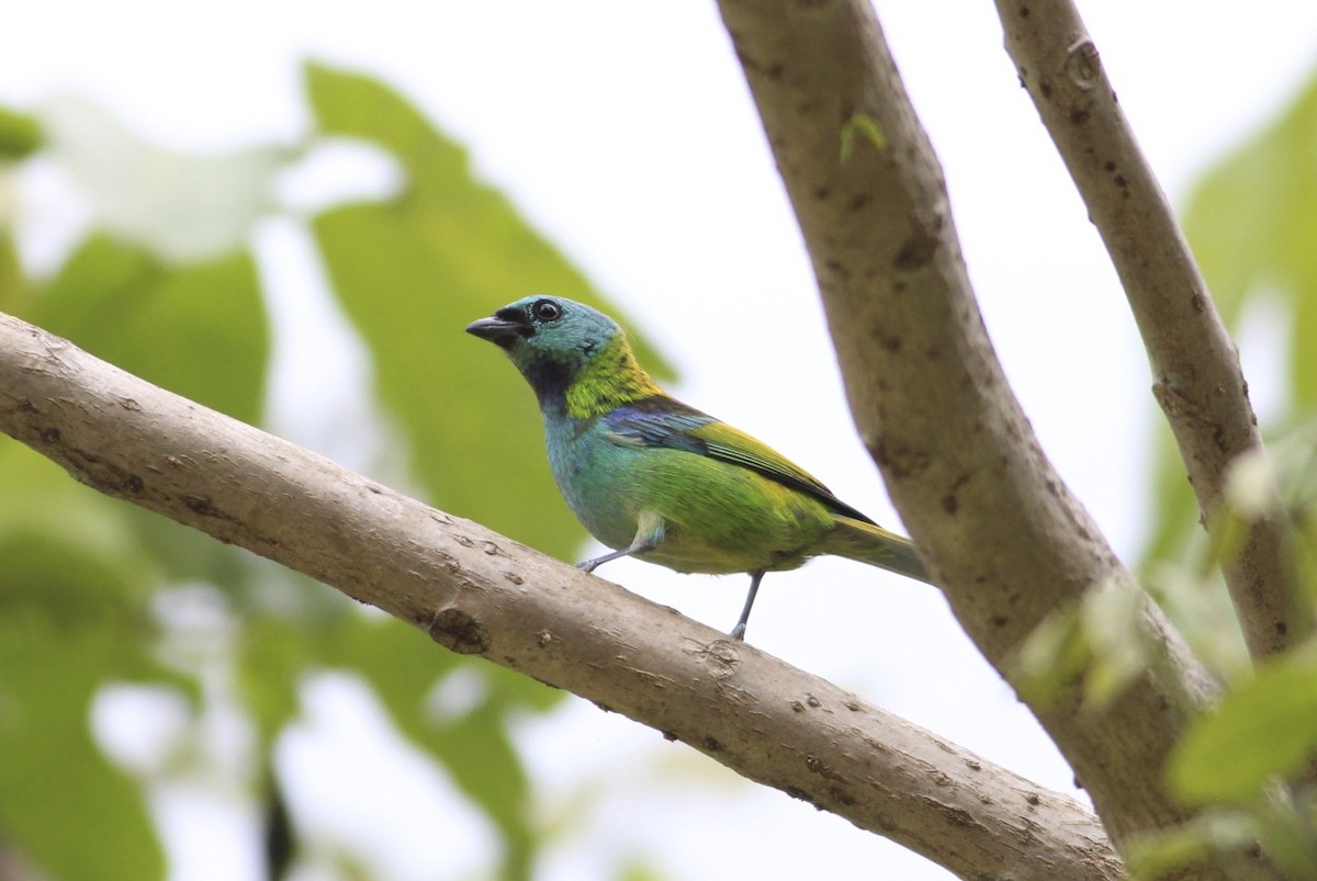 Green-headed Tanager - ML589187321