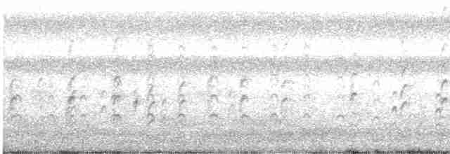 svartkronestylteløper (mexicanus) - ML589187791