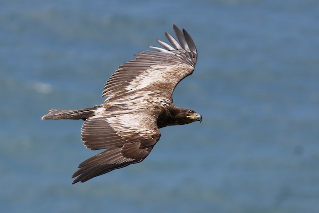 Formative plumage dorsal view &nbsp;(subspecies <em>washingtoniensis</em>). - Bald Eagle - 