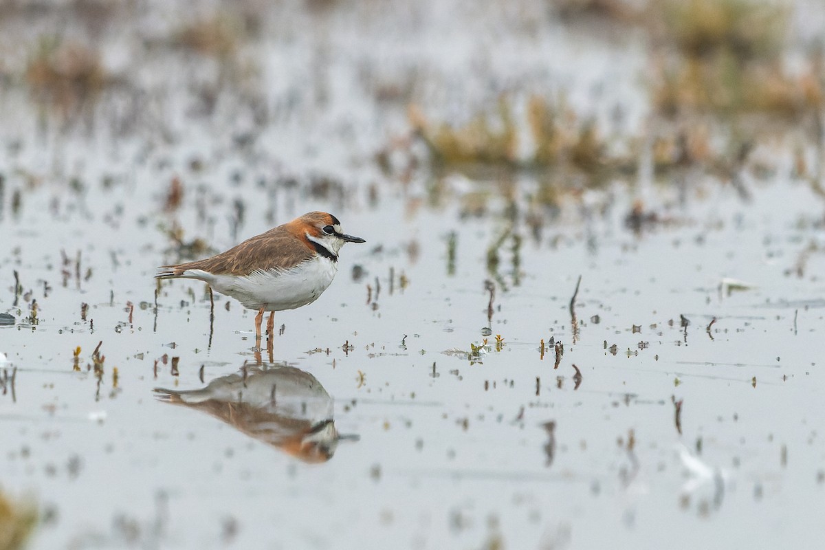 Collared Plover - ML589193501