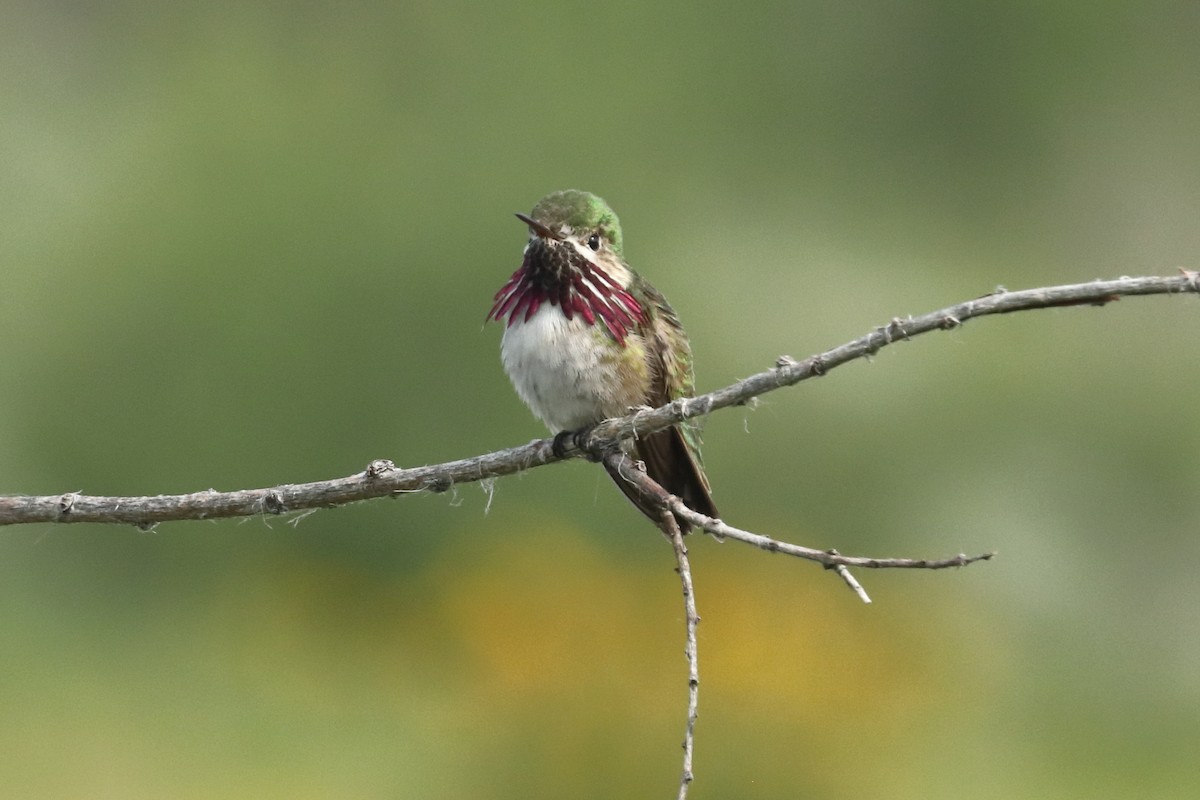 Calliope Hummingbird - ML589200621