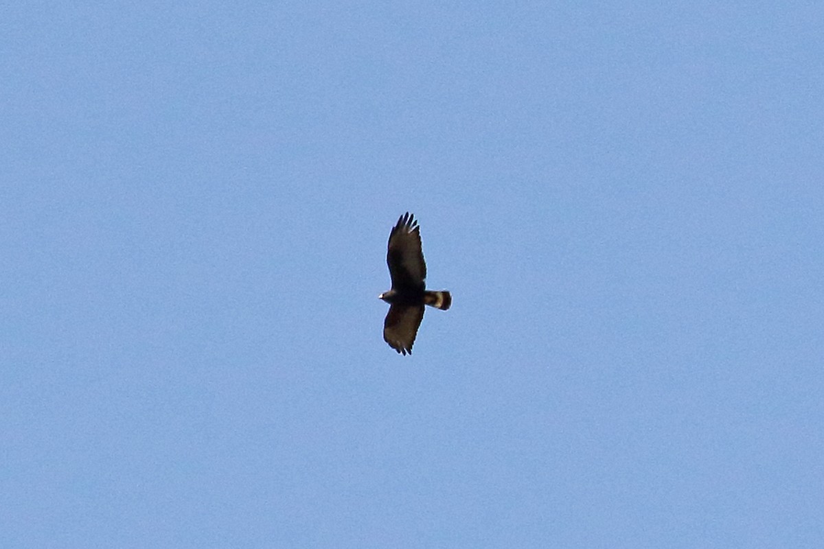 Zone-tailed Hawk - ML589202551
