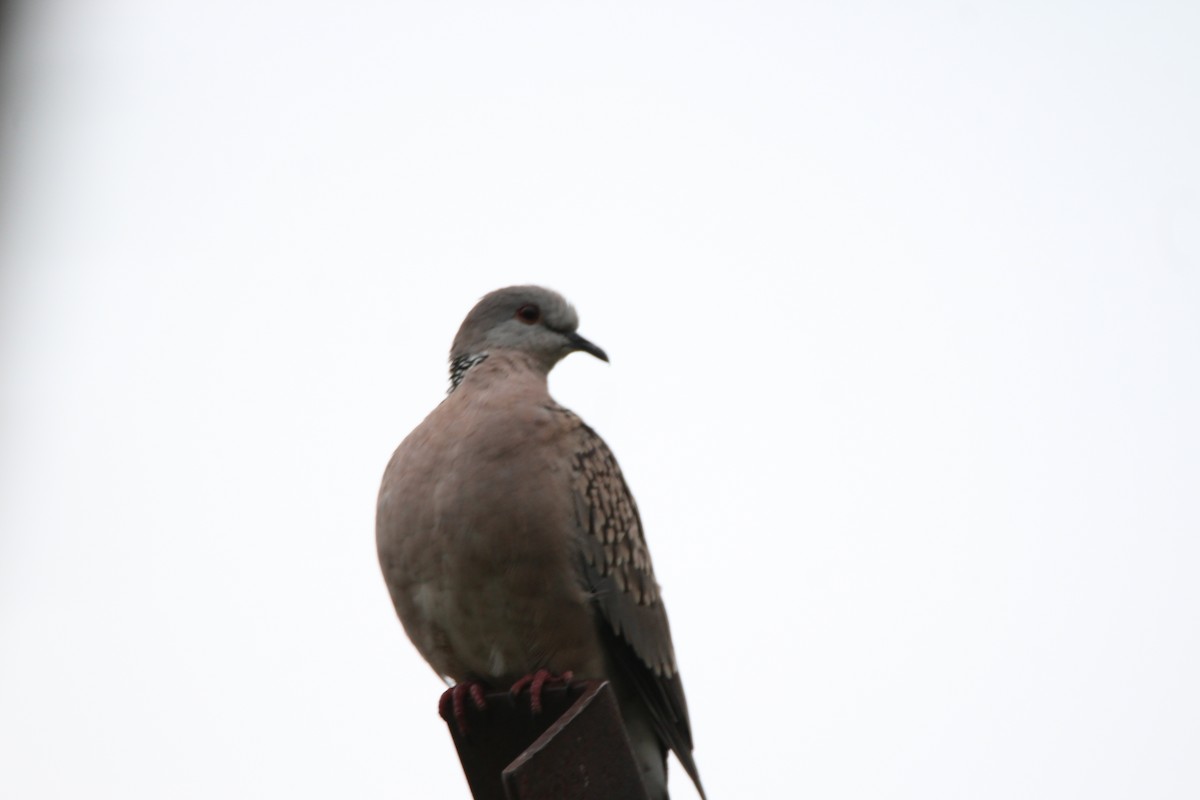 Spotted Dove - ML58920481