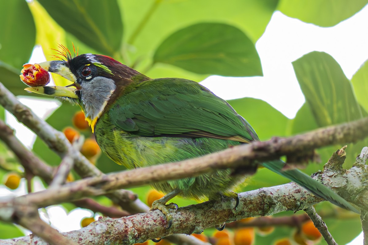 Fire-tufted Barbet - ML589206631