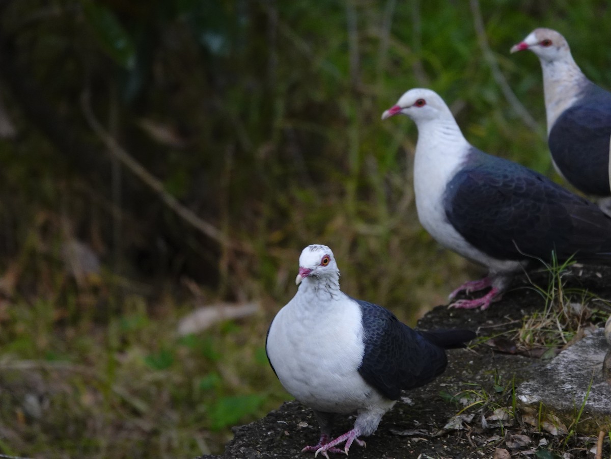 White-headed Pigeon - ML589206821