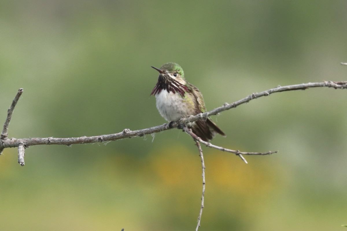 Calliope Hummingbird - ML589206951