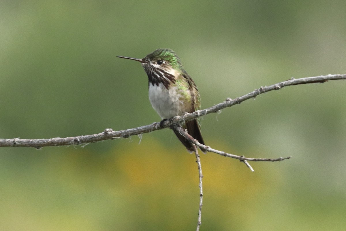 Calliope Hummingbird - ML589206961