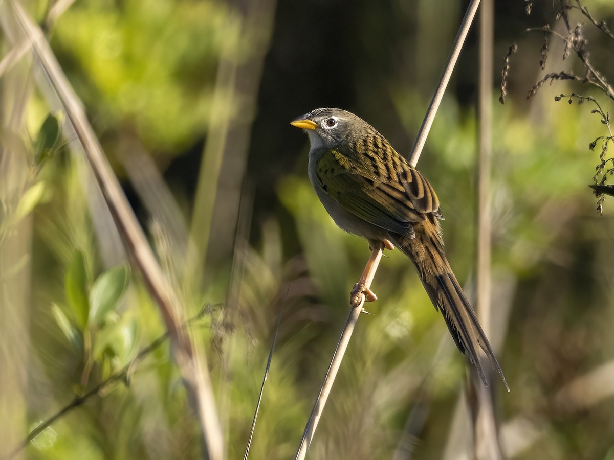 Wedge-tailed Grass-Finch - Andres Vasquez Noboa
