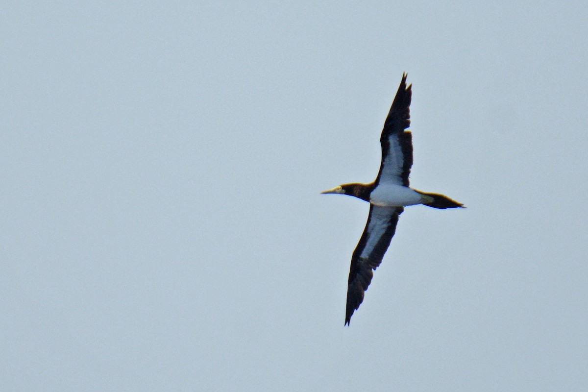 Brown Booby - ML589211081