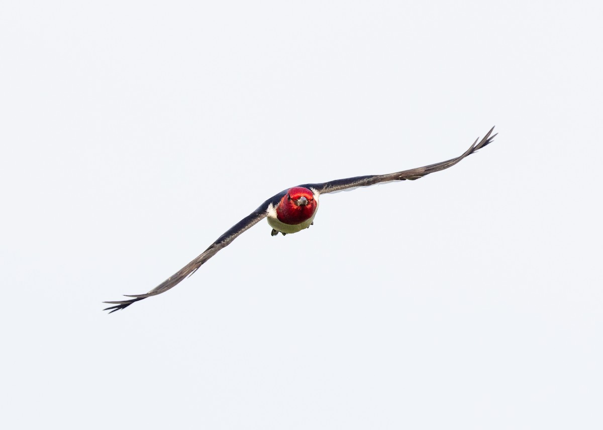 Red-headed Woodpecker - ML589214791