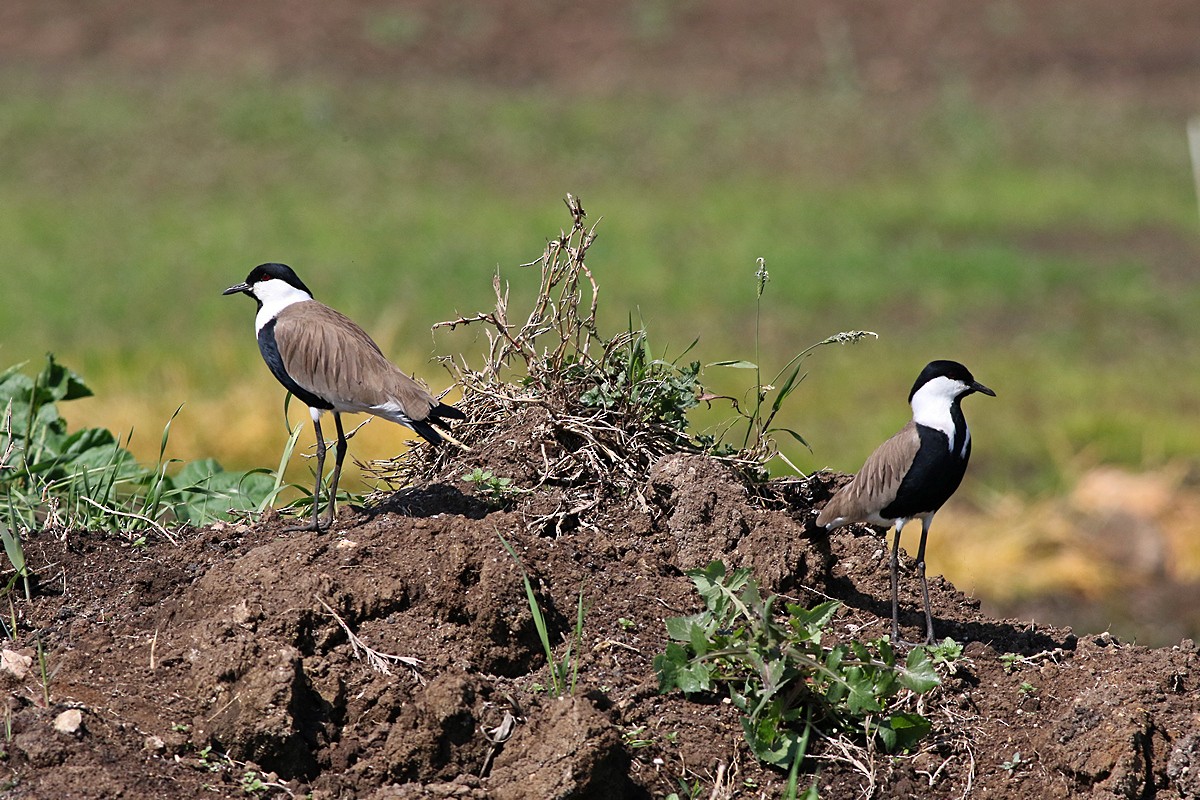 Spur-winged Lapwing - ML589215201