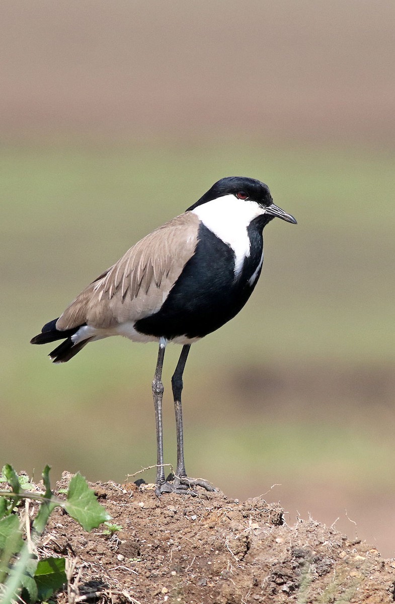 Spur-winged Lapwing - Zbigniew Wnuk