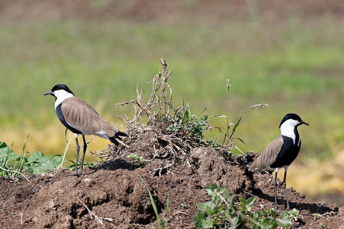 Spur-winged Lapwing - ML589215221
