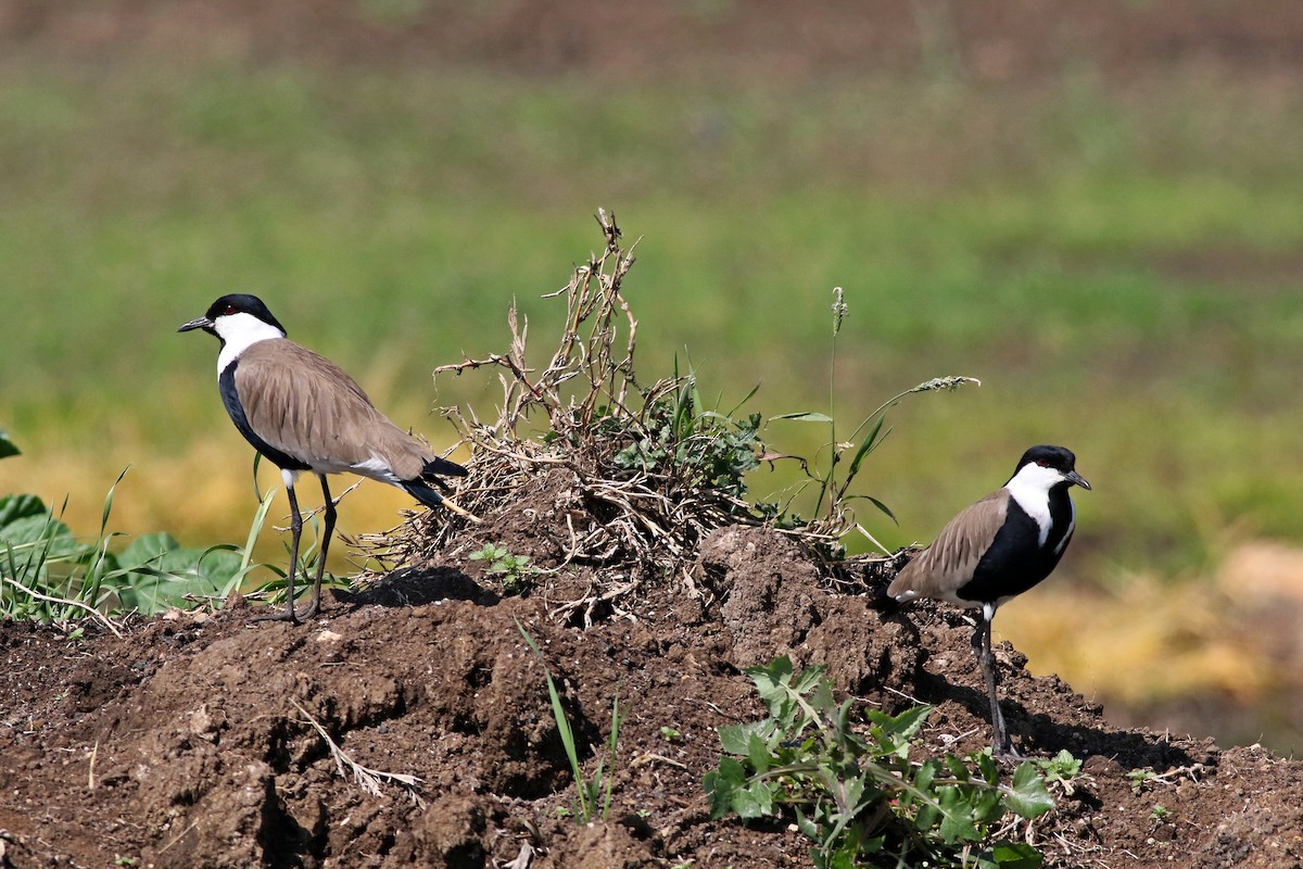 Spur-winged Lapwing - ML589215241