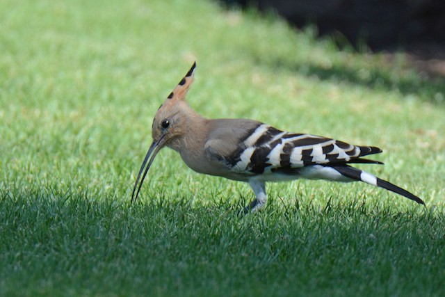 <em class="SciName notranslate">Upupa epops major</em>, Lateral View. - Eurasian Hoopoe - 