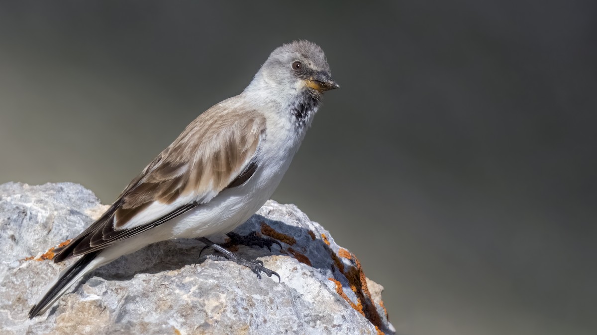 White-winged Snowfinch - ML589220521