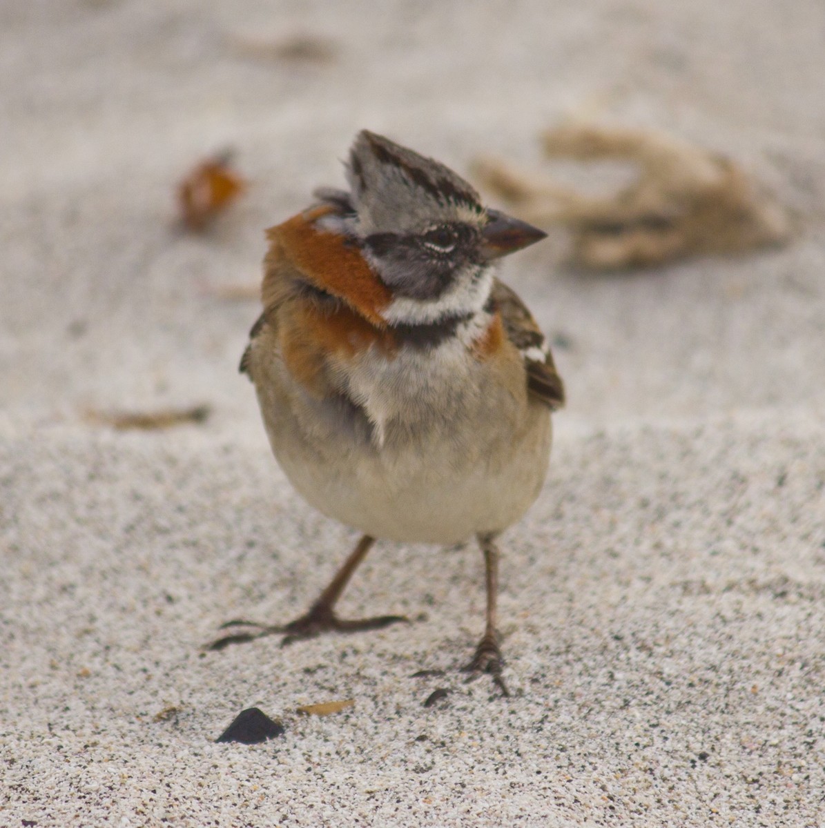 Rufous-collared Sparrow - ML589222981