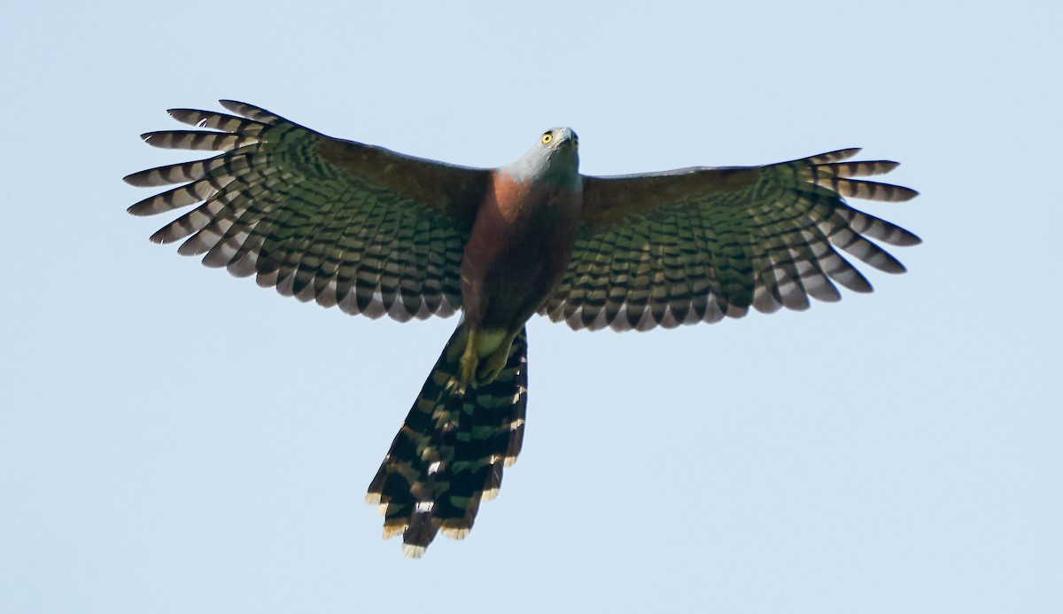 Long-tailed Hawk - ML589223071