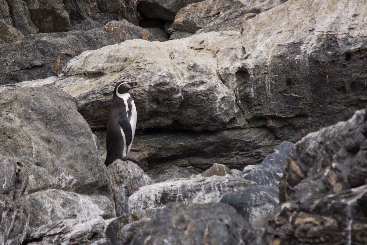 tučňák Humboldtův - ML589225701