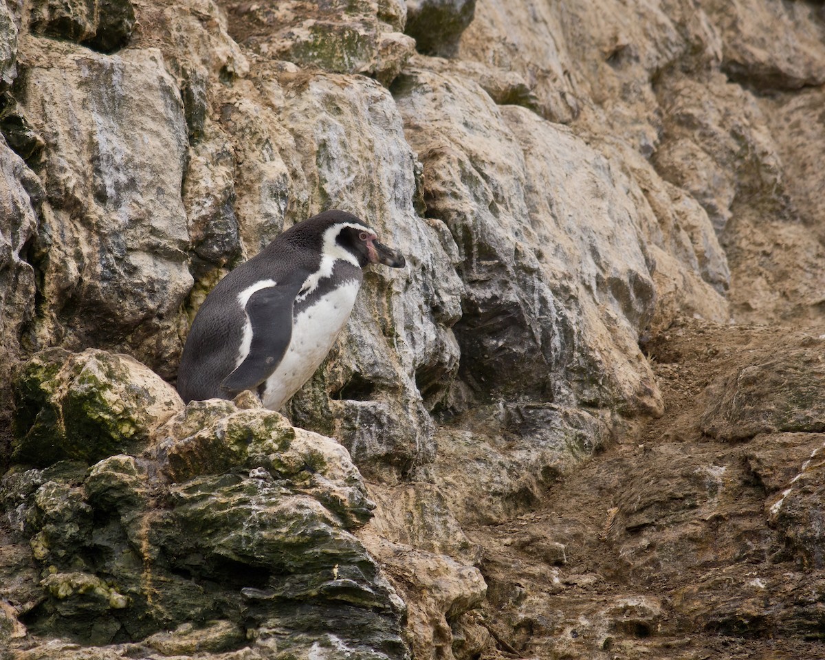 tučňák Humboldtův - ML589226181