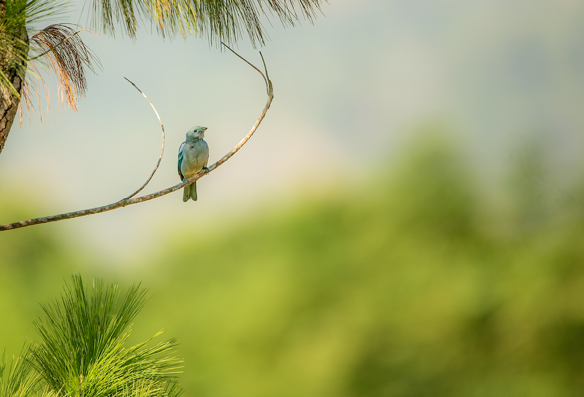 Blue-gray Tanager - ML589227051