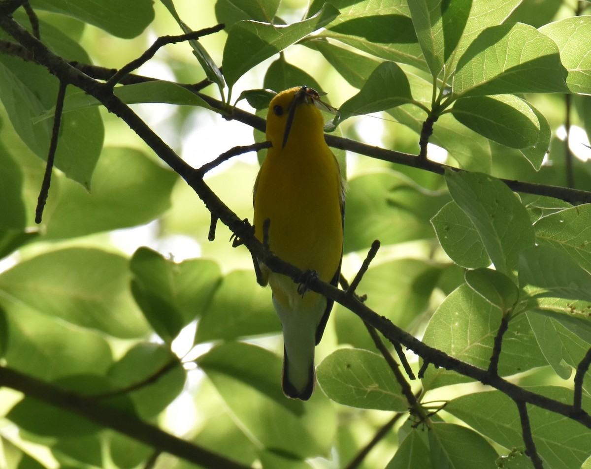 Prothonotary Warbler - ML589229261