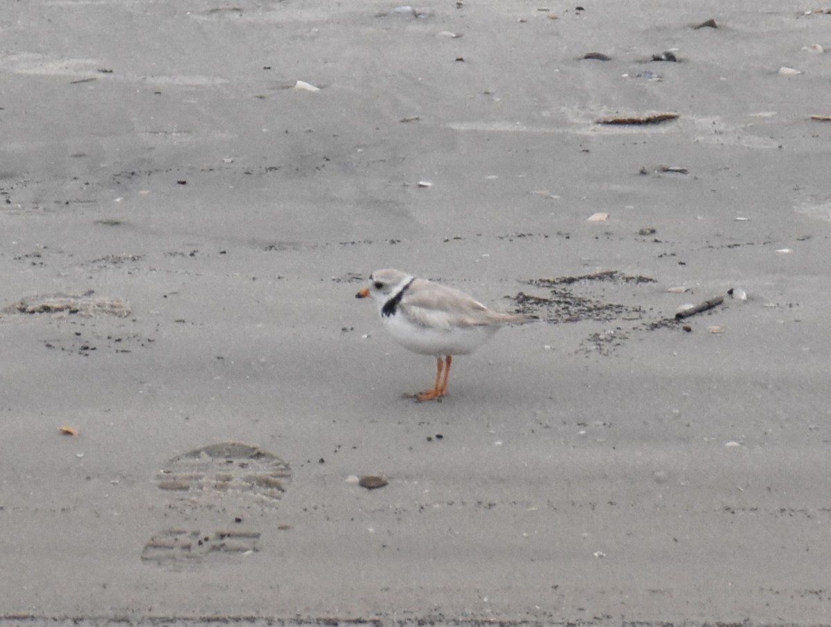 Piping Plover - ML589229691