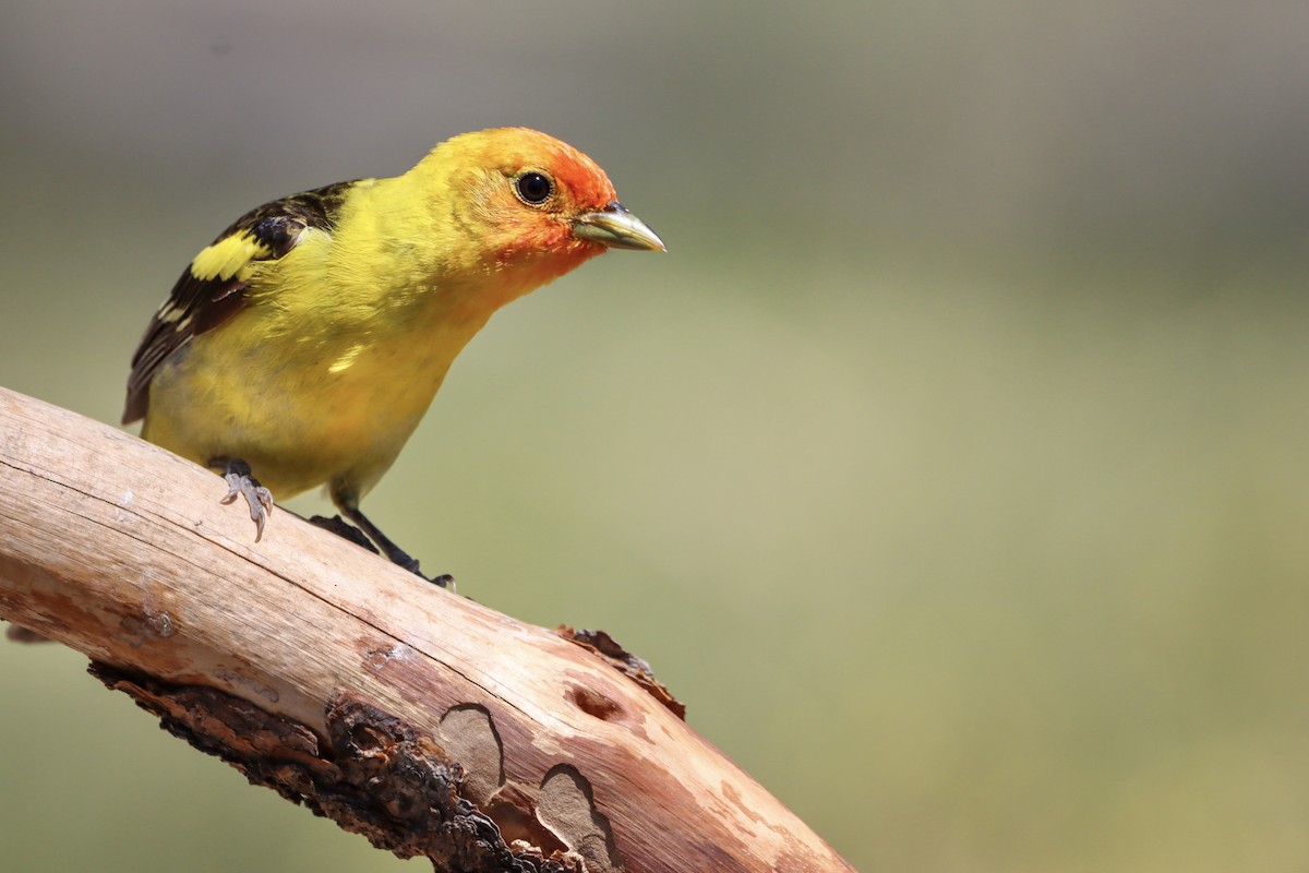 Western Tanager - ML589232951