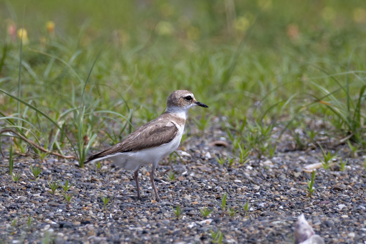 Long-billed Plover - André  Zambolli