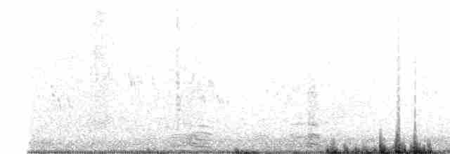 Малая морская чернеть - ML589236491