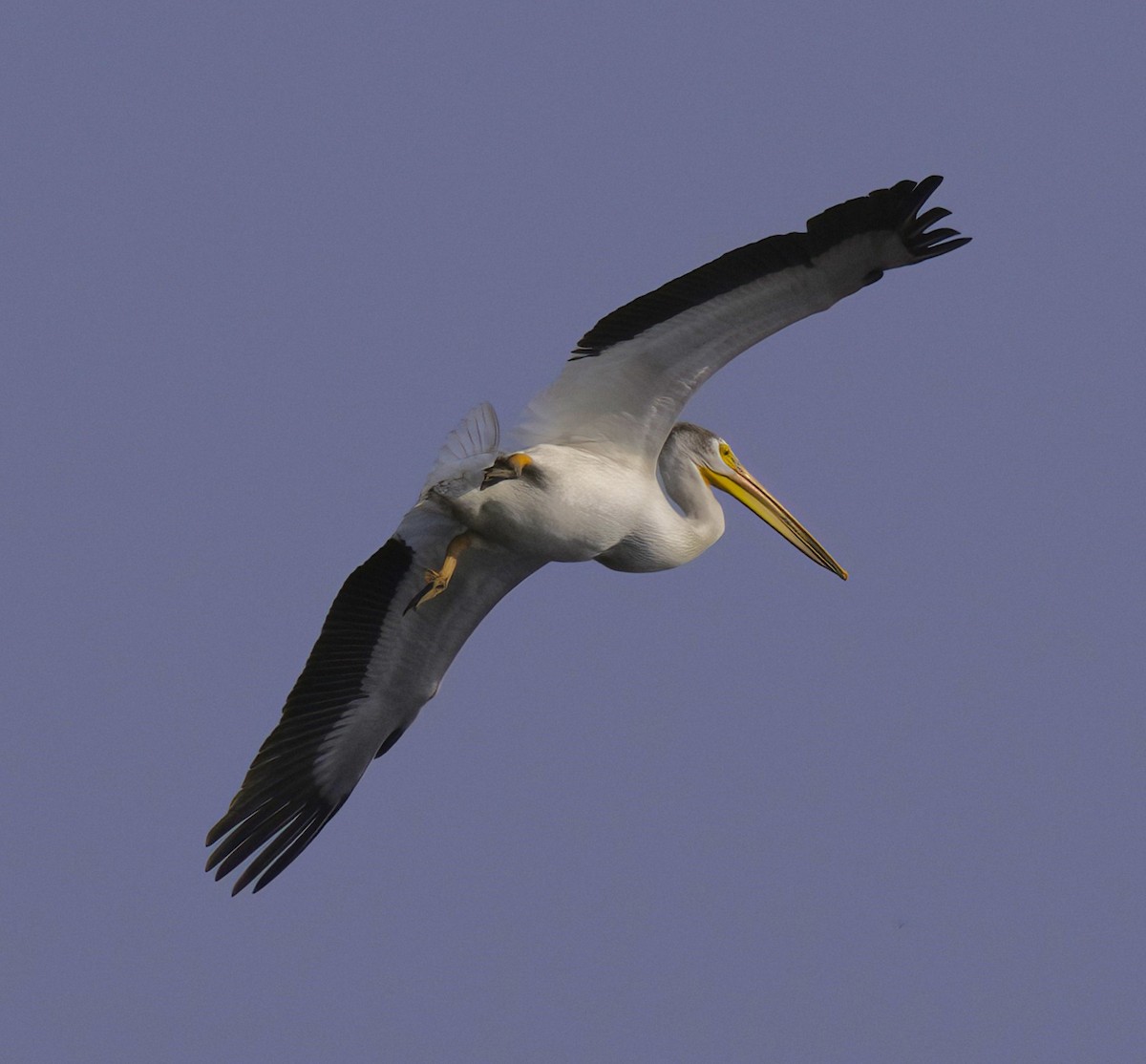 pelikán severoamerický - ML589236961