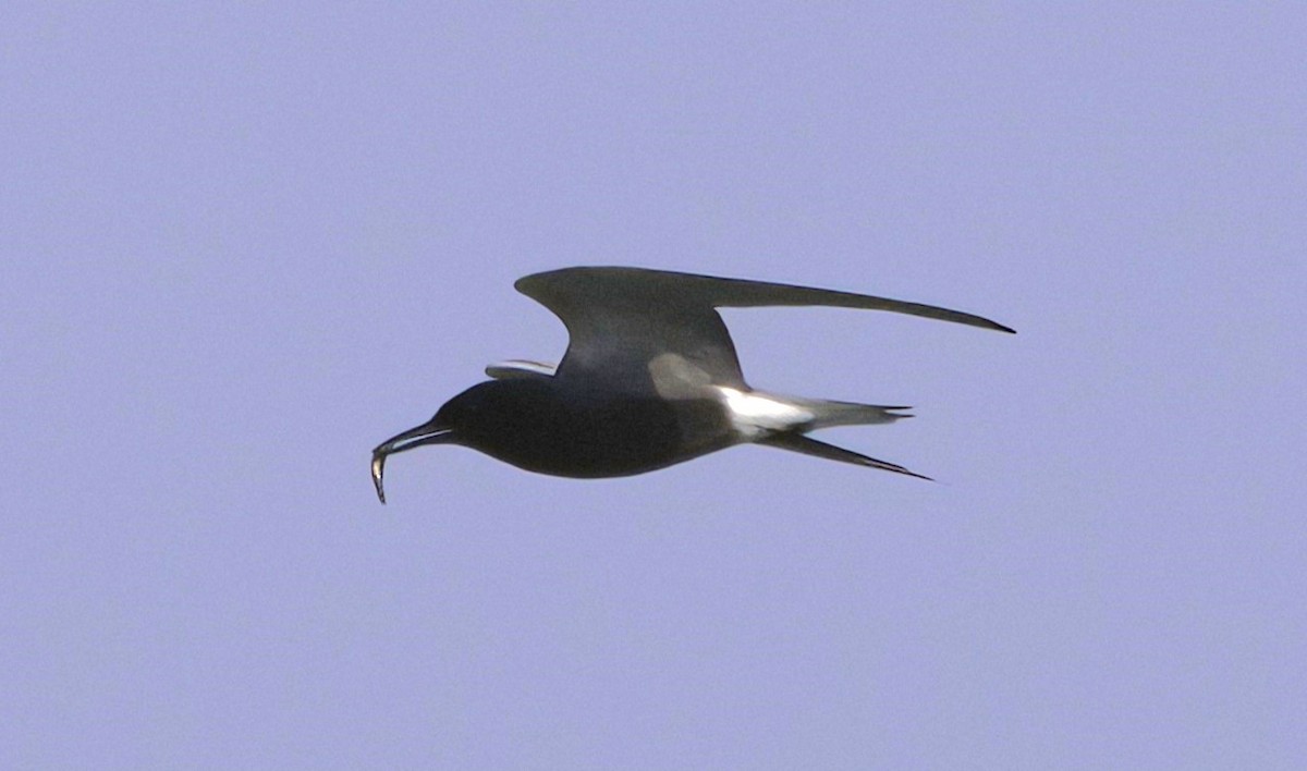 Black Tern - Sue Riffe