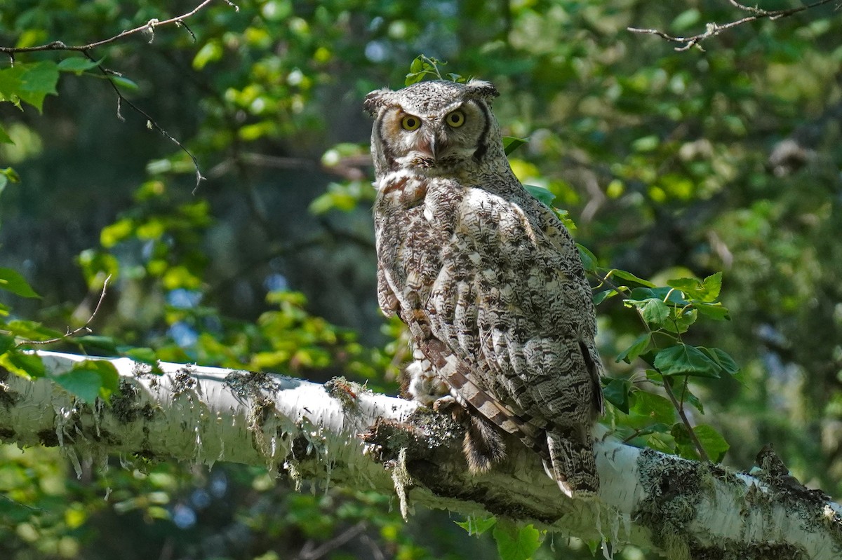 Great Horned Owl - ML589237791