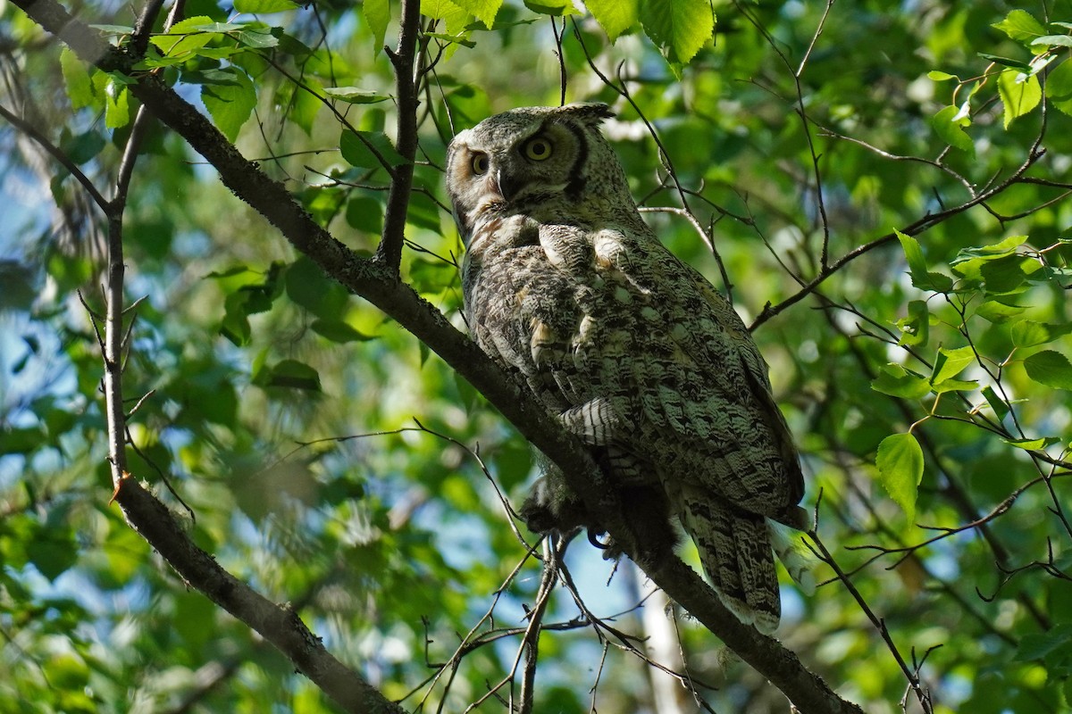 Great Horned Owl - ML589237801