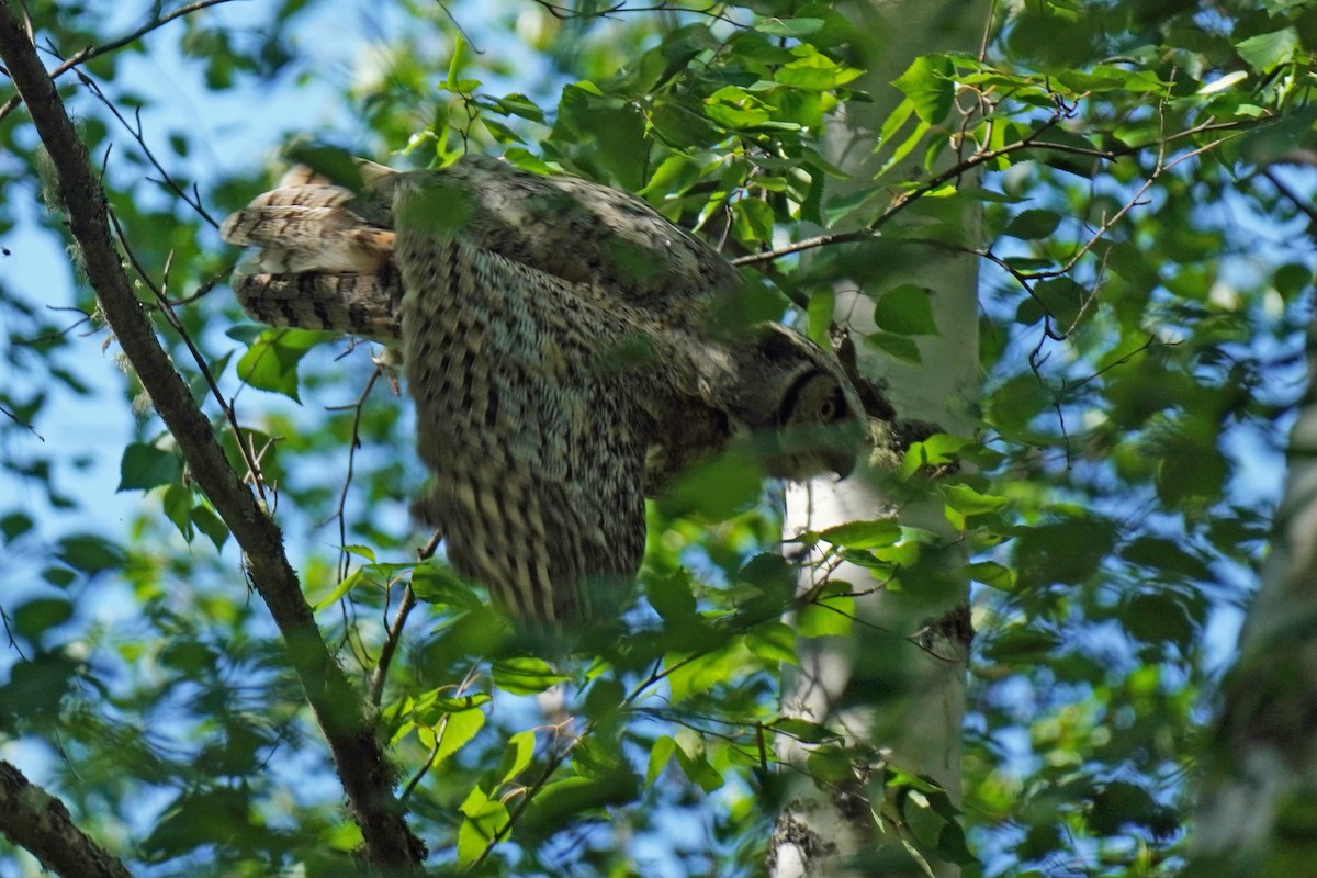 Great Horned Owl - ML589237821
