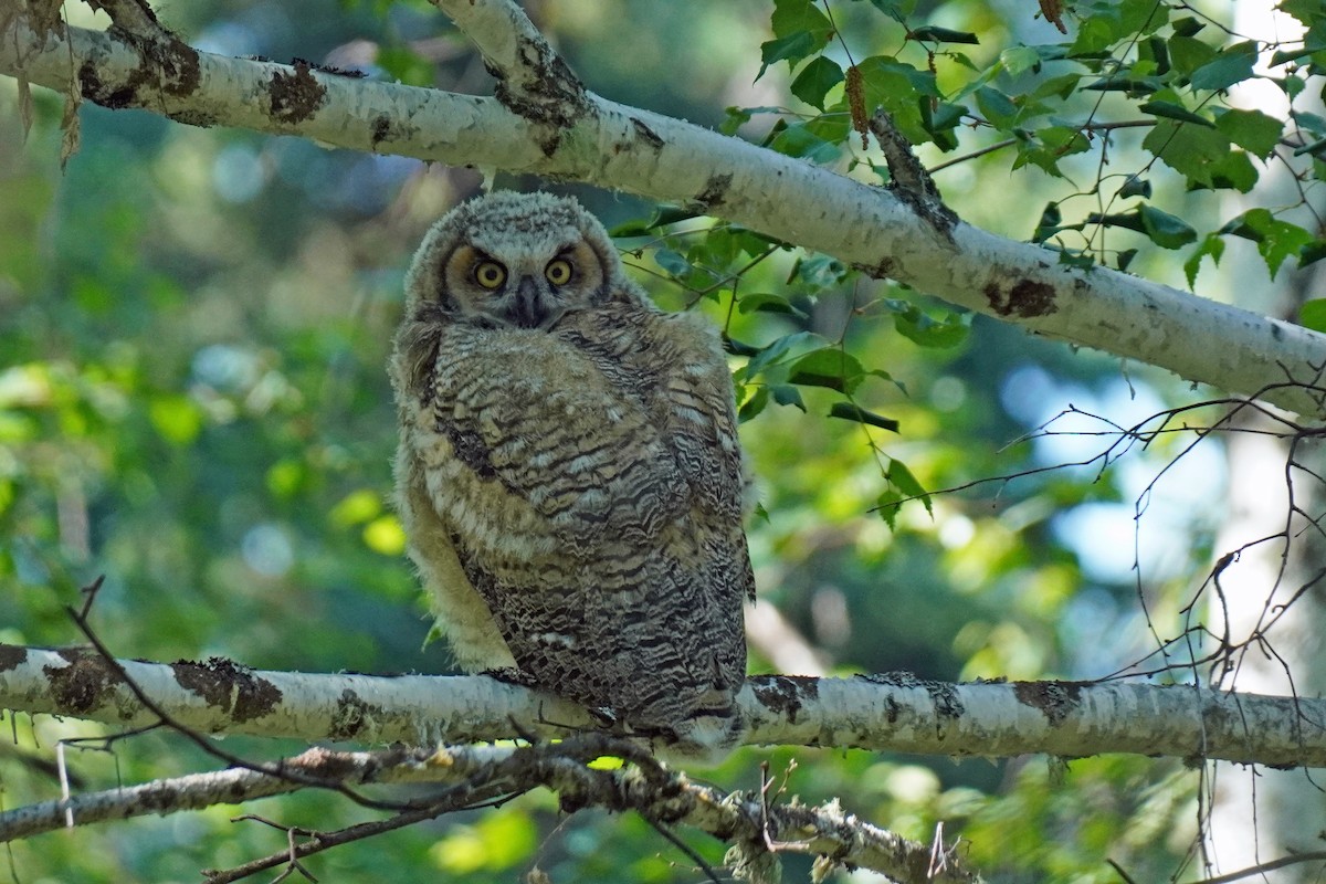 Great Horned Owl - ML589237931