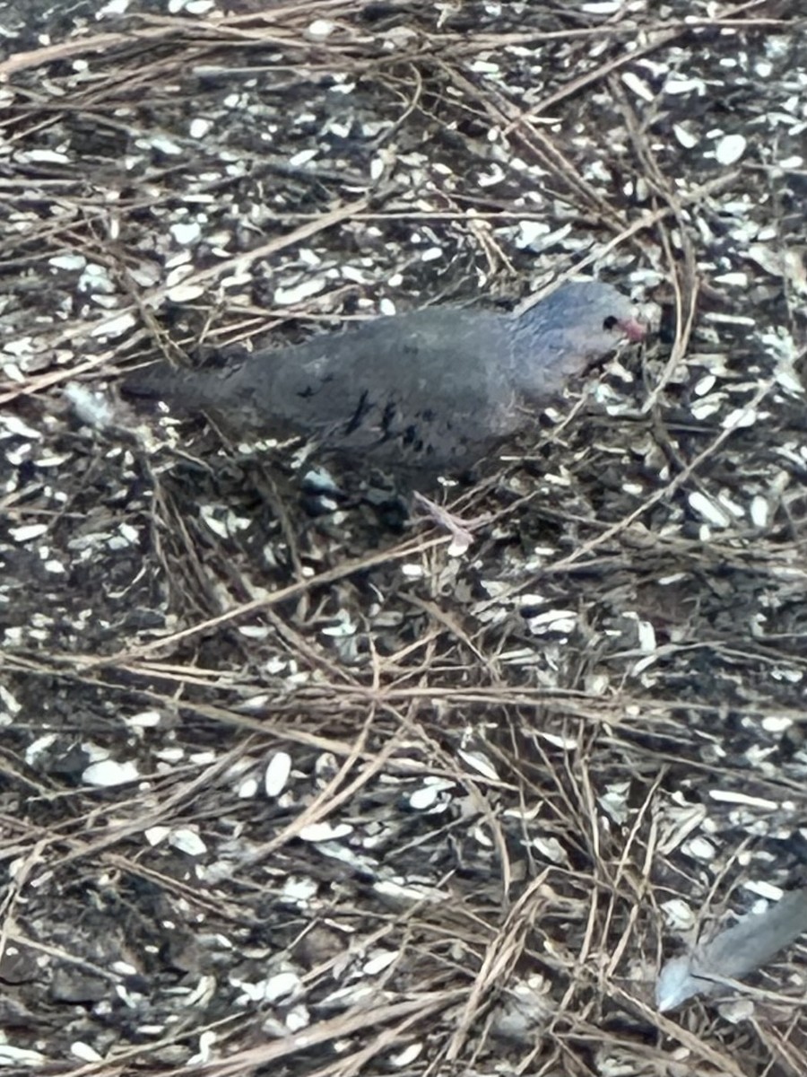 Ebird checklist 28 jun 2023 35 ocean marsh ln saint helena island