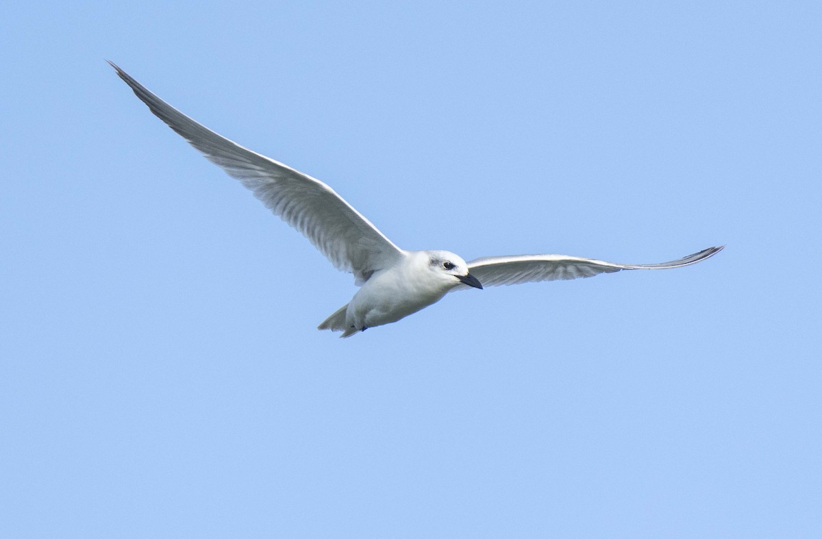 Gull-billed Tern - ML589238851