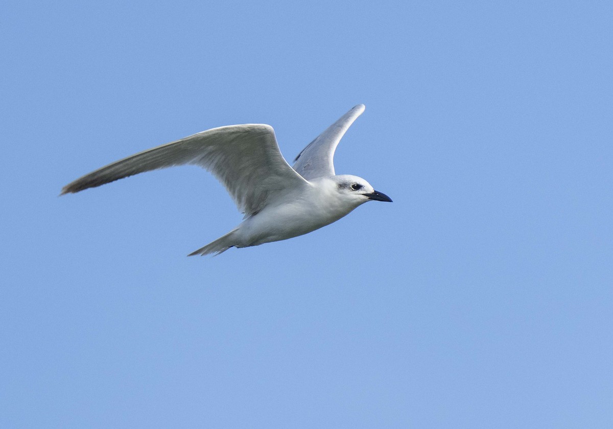 Gull-billed Tern - Luciano Massa