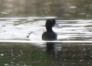 Greater Scaup - ML589239311