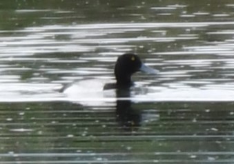 Greater Scaup - ML589239341