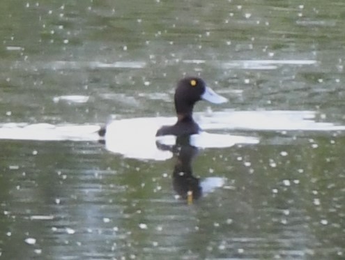 Greater Scaup - ML589239351