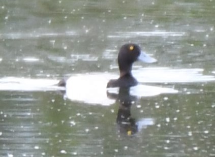 Greater Scaup - ML589239371