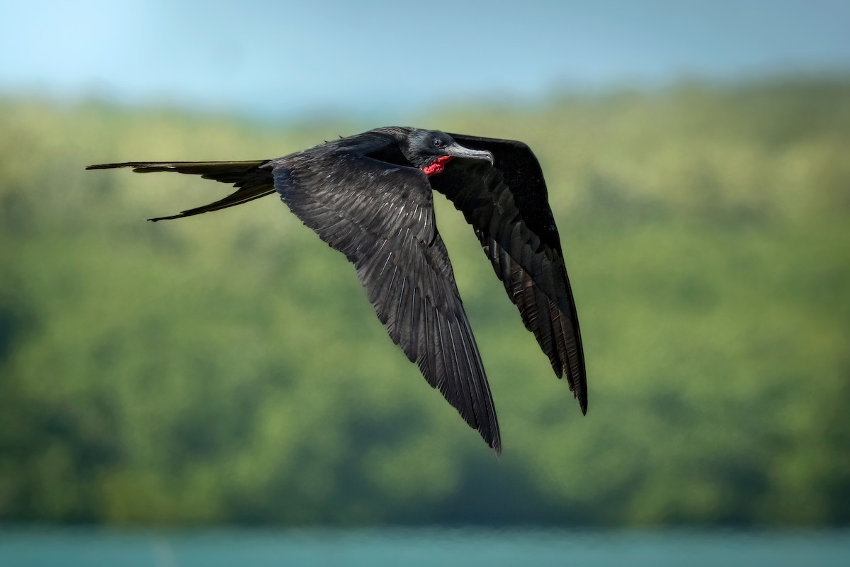 Magnificent Frigatebird - Luciano Massa