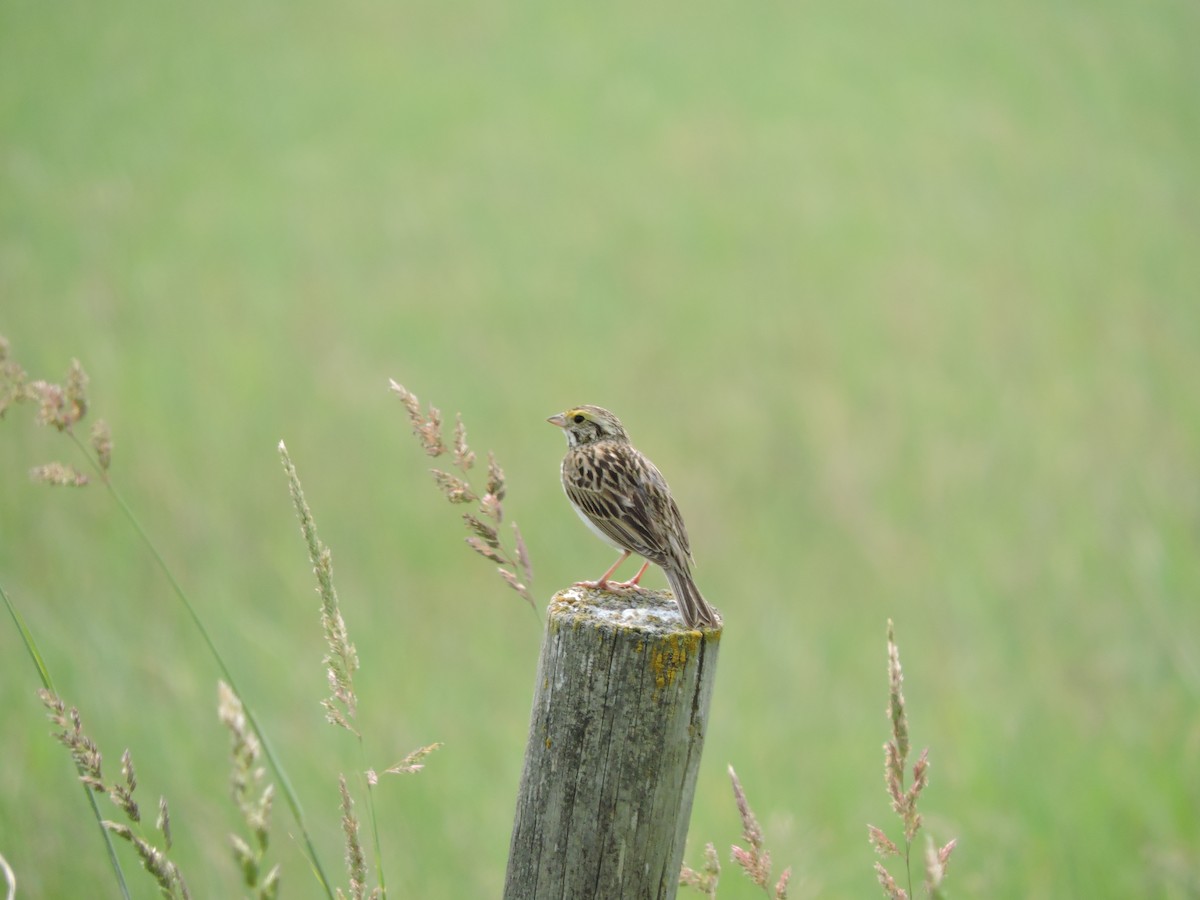 Savannah Sparrow - ML589242181