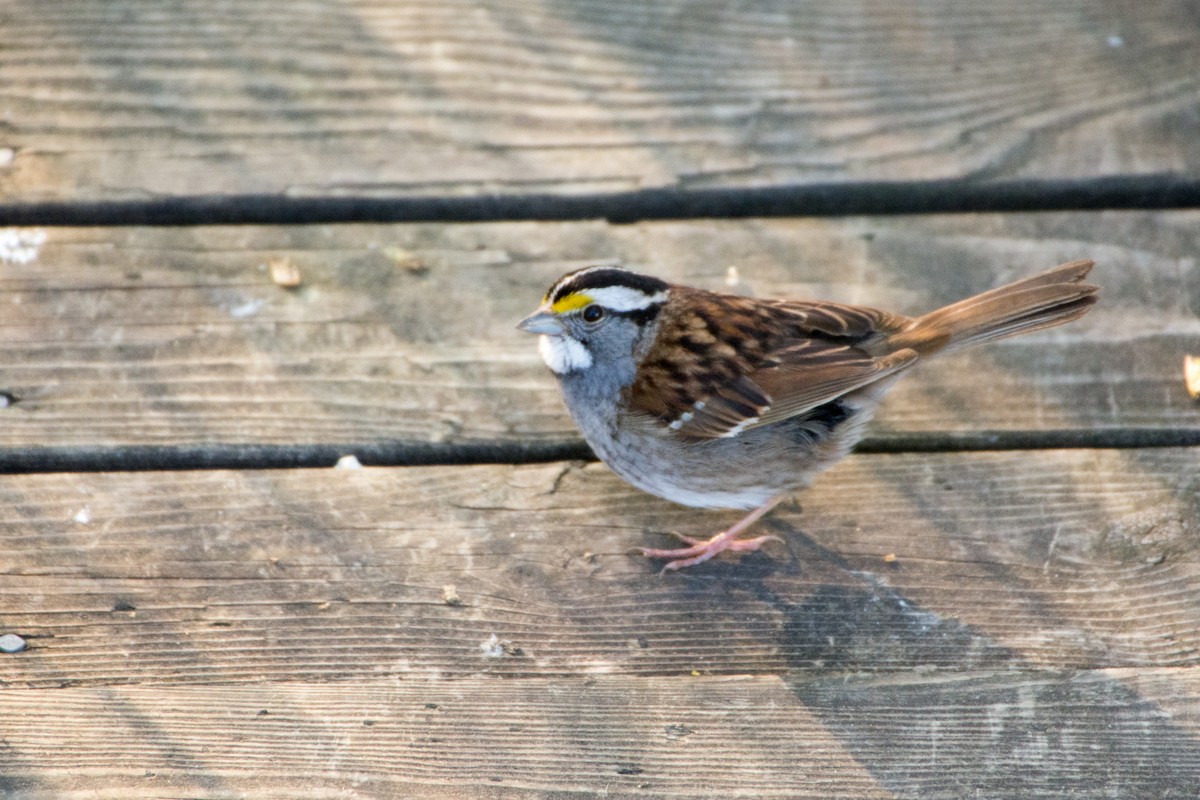 White-throated Sparrow - ML58924691