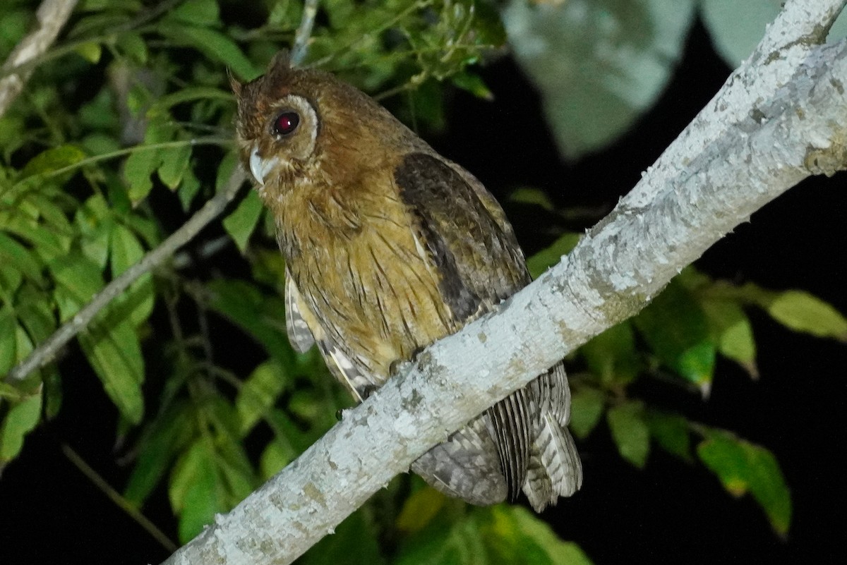 Jamaican Owl - ML589247131