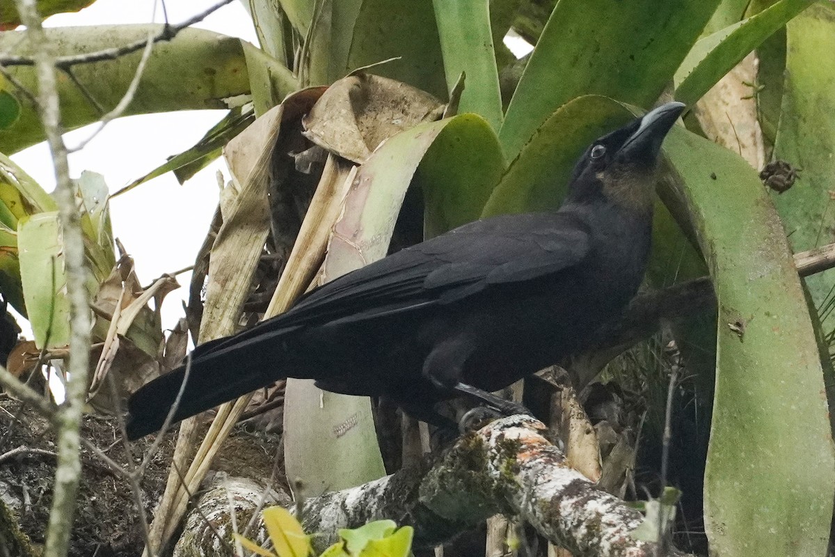 Jamaican Crow - ML589250711