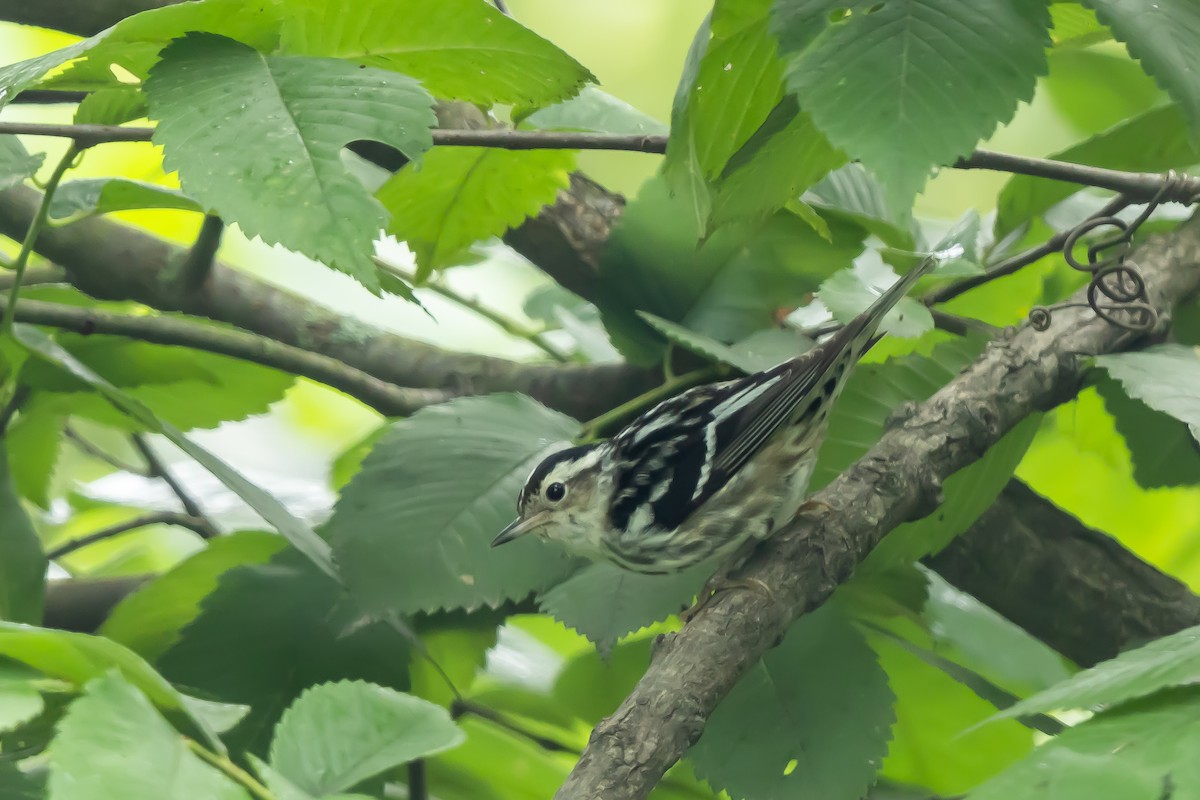 Black-and-white Warbler - ML589250761